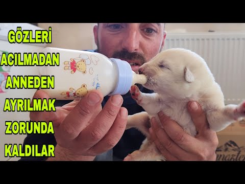 AYKIZIN YAVRULARINA BİZ BAKACAĞIZ~KÖPEĞİMİZ MASTİTİS OLMUŞ~VETERİNER NE DEDİ ?