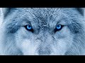 #eotw #eyesoftheworld #animals #snowwolf #trending
