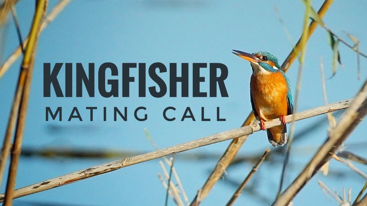 Kingfisher Mating Call (female Common Kingfisher bird)