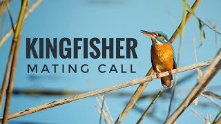 Kingfisher Mating Call Female Common Kingfisher Bird