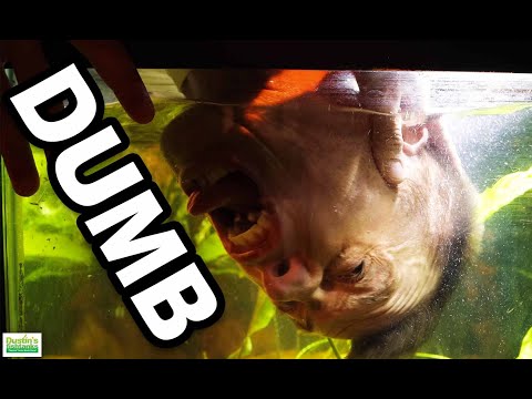 DUMB AQUARIUM COMMENTS
