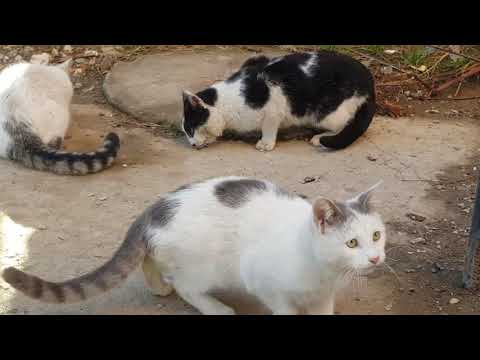 four-adorable-cats-showed-up-at-my-door