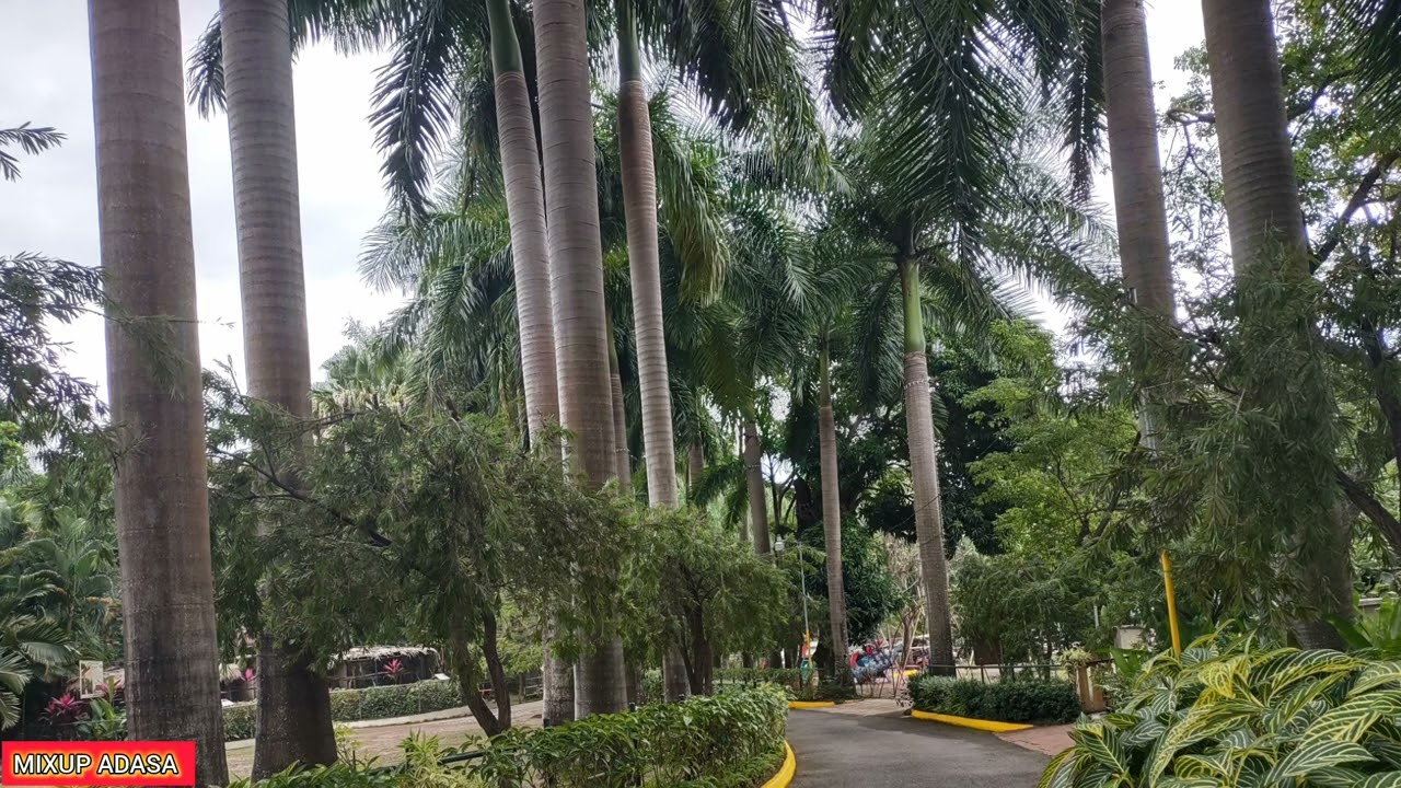 Сегодня Кёрли крестили.