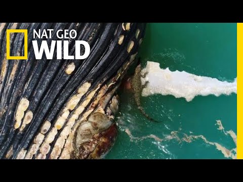 Crocodile and Sharks Eat a Whale in First-Ever Video | Nat Geo Wild