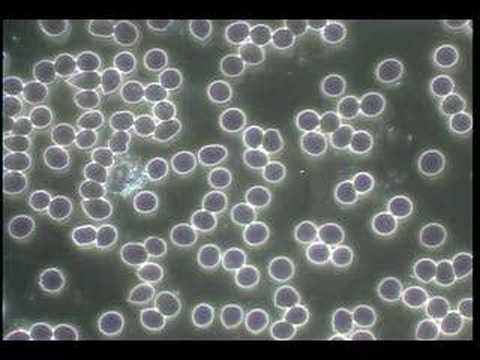 Normal Live Blood Cells(4)