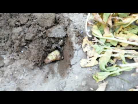 زراعة الالمازة في العراق