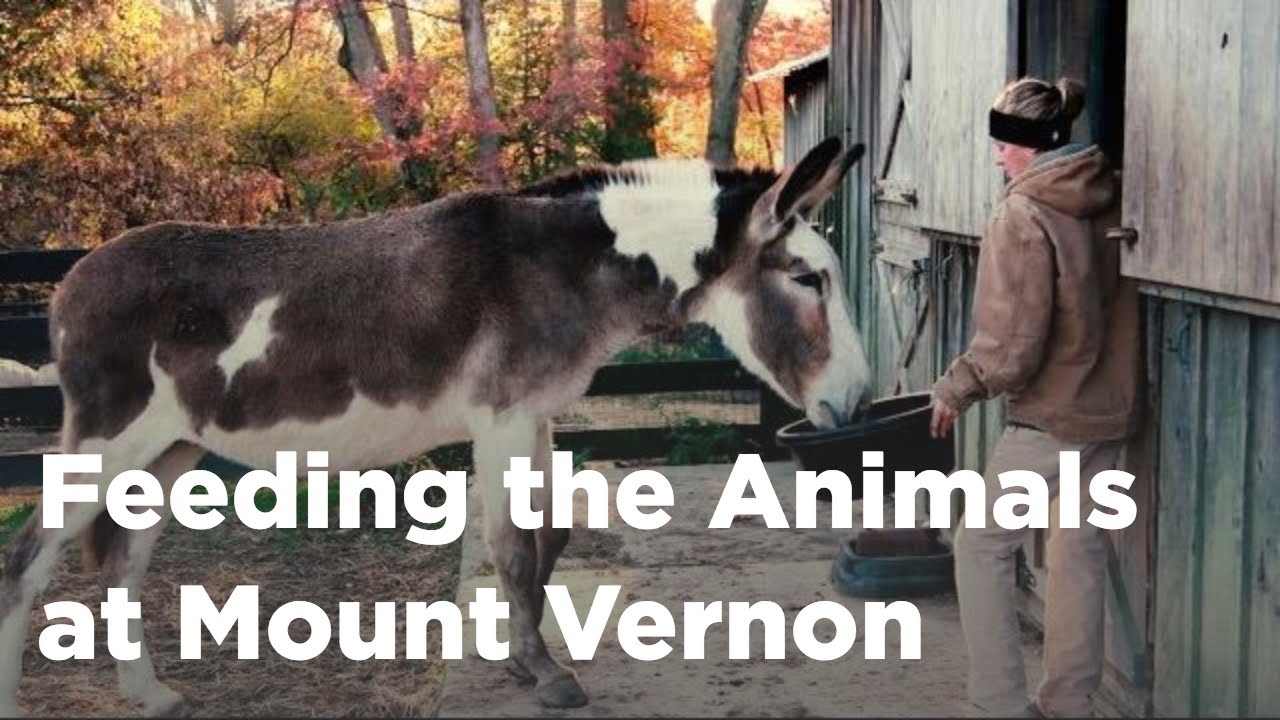 Mount Vernon Wakes Up - Feeding The Animals