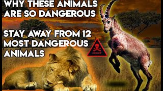 12 Most Dangerous Animals in the World-Jaw-Dropping Wildlife Adventure #viral #mostdangerousanimals