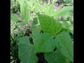 new vegetables my gardening naturally beautifully #nature #famifruit#food