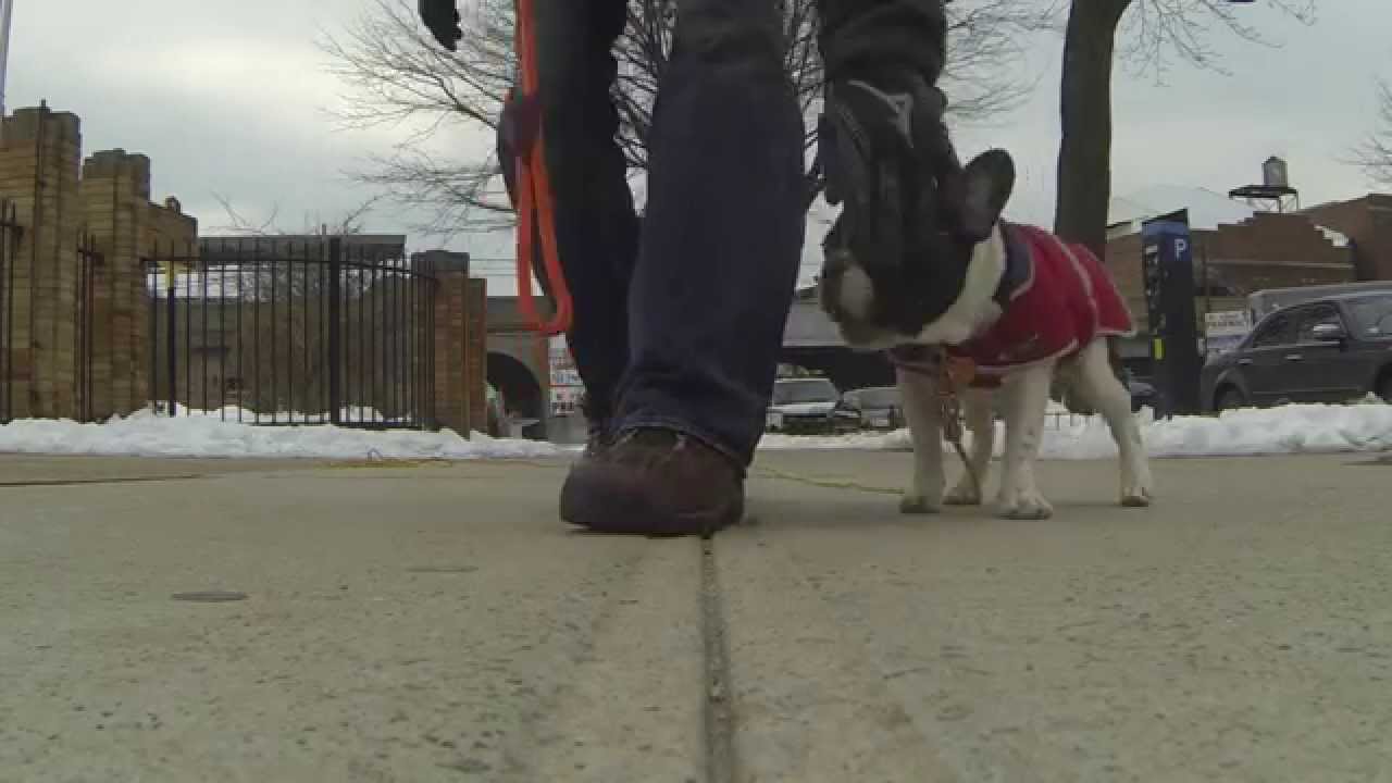 Harley 4 1/2 mo Vlog#3 - French Bulldog Puppy Dog Training