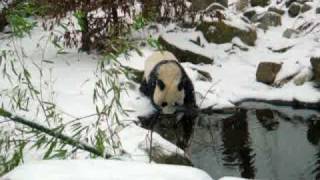 Cute Fu Long getting Chased in the Snow