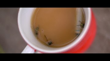 Badge Epoch "Consensus Reality" (Official Video)