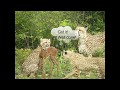 Cheetah teaches her cubs how to hunt by Tim Brown Tours