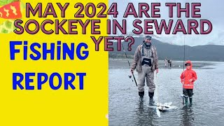 Everything you need to know about Fishing Sockeye Salmon in Seward, Ak 2024