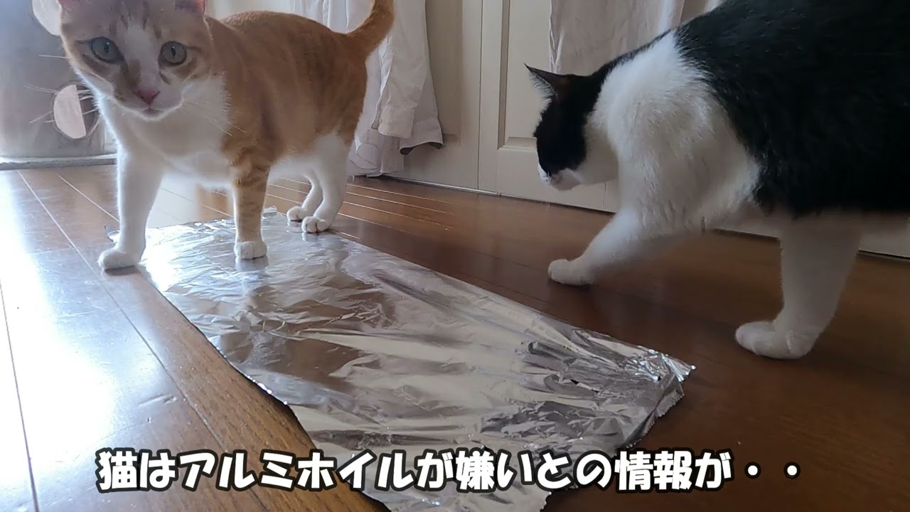アルミホイルが苦手だと思ったら まさかの結果に Youtube