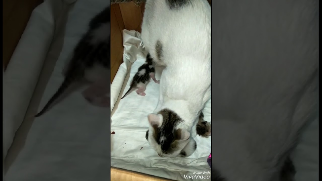Mom cat carrying her kittens YouTube