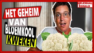 HET GEHEIM VAN BLOEMKOOL KWEKEN | Week 27 | Vlog 95 | Bloemkool kweken en heel veel tuinbonen HET GEHEIM VAN BLOEMKOOL KWEKEN | Week 27 | Vlog 95 | Bloemkool kweken en heel veel tuinbonen