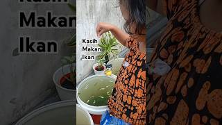 Kasih Makan Ikan Molly Platinum
