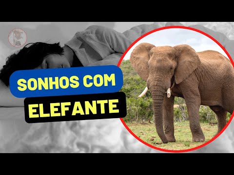 Vídeo: Por Que O Elefante Está Sonhando