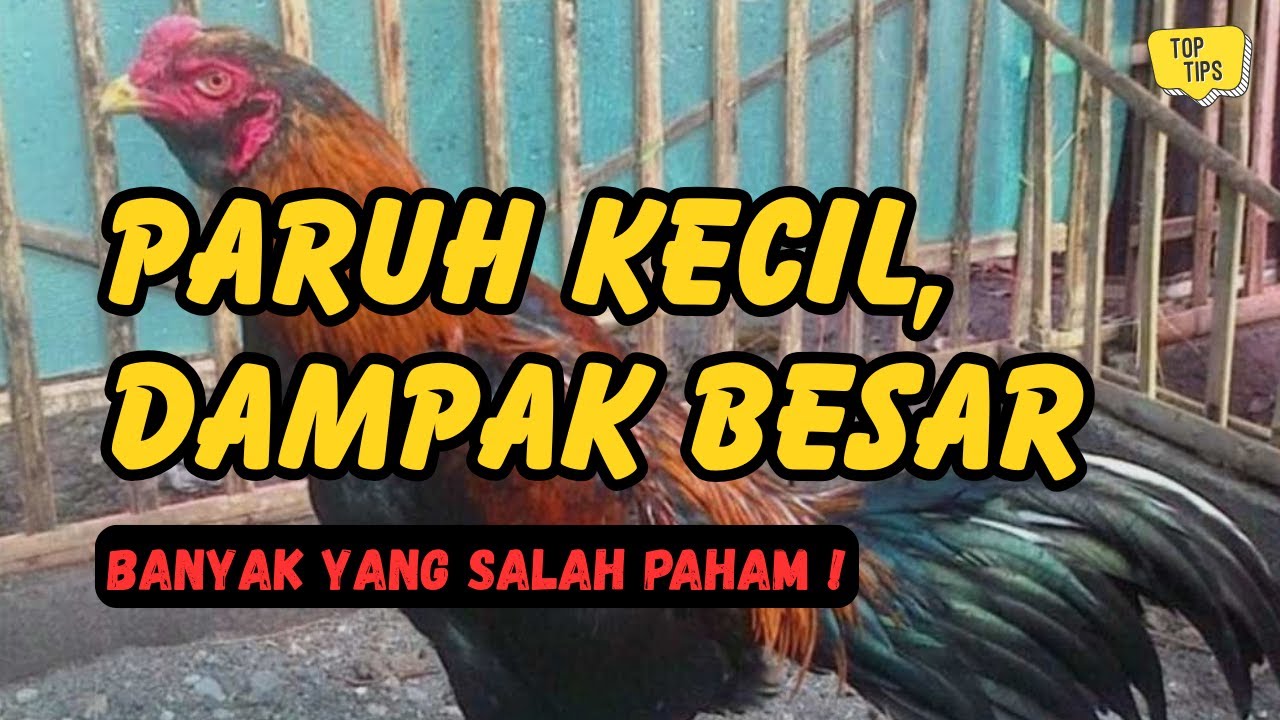 Banyak Penghobi Salah Paham: Cara Membaca Karakter Ayam dari Paruh Lurus