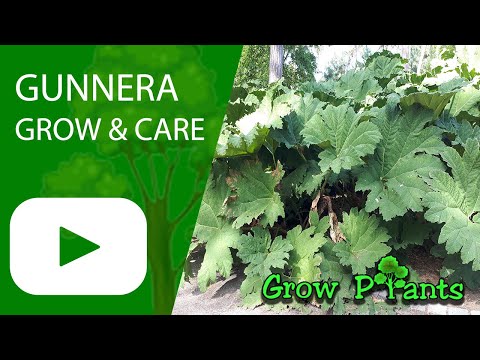 Vídeo: Informações sobre a planta Gunnera - Como cultivar plantas Gunnera