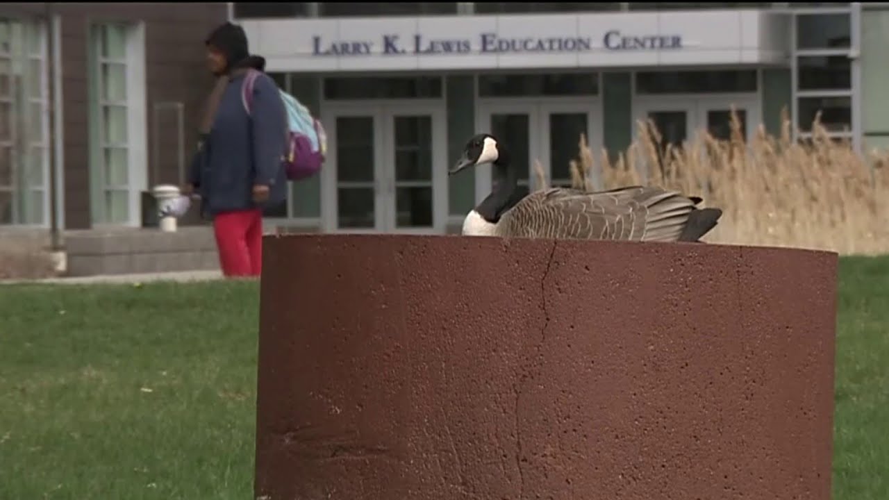 Nccc Goose Angry goose nests on Wayne County Community College campus - YouTube