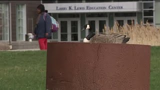 Angry goose nests on Wayne County Community College campus