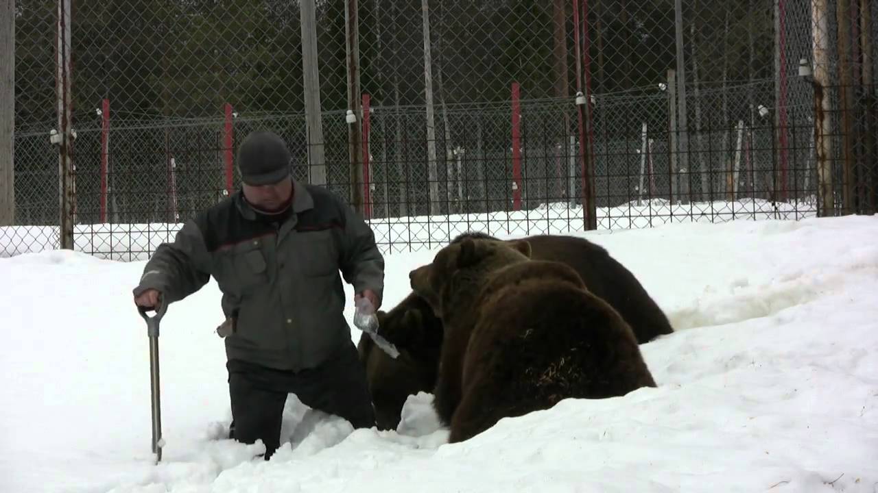 Karhut ja Sulo Karjalainen.  Kevättä 2011/Kuusamon Suurpetokeskus
