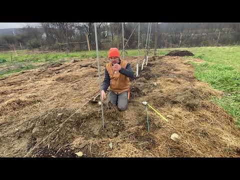 Video: Planter et æbletræ om efteråret i forstæderne. Dværg æbletræer til Moskva-regionen: sorter