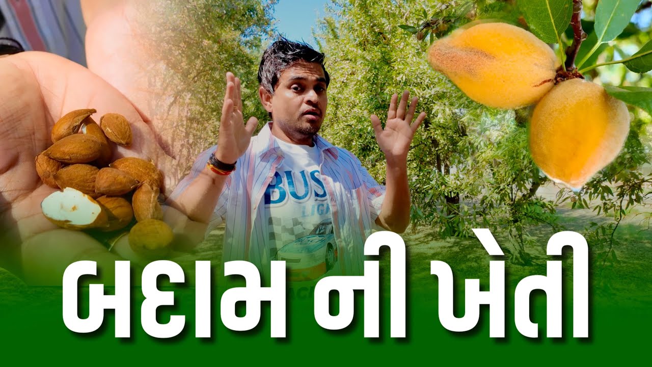 બદામ ની ખેતી| Khajur Bhai VLOGS | Jigli and Khajur | Nitin Jani | New Vlog | Badam Ni Kheti | USA🇺🇸 