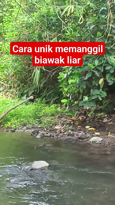 Unique way to call wild lizards.... #way #unique #calling #wild #lizard #viral #fyp #funny