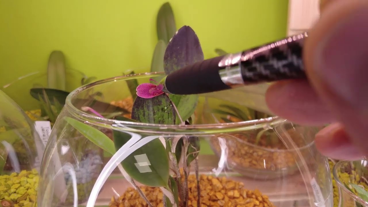 La straordinaria bellezza della Restrepia elegans - Ora in fiore!