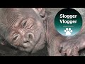 Five Day Old Baby Gorilla Can't Keep Its Eyes Open