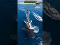 A Gigantic Sea Creature Emerges Beside a Boat…#SeaMystery #OceanCreature#AIAnimation#SeaMonster