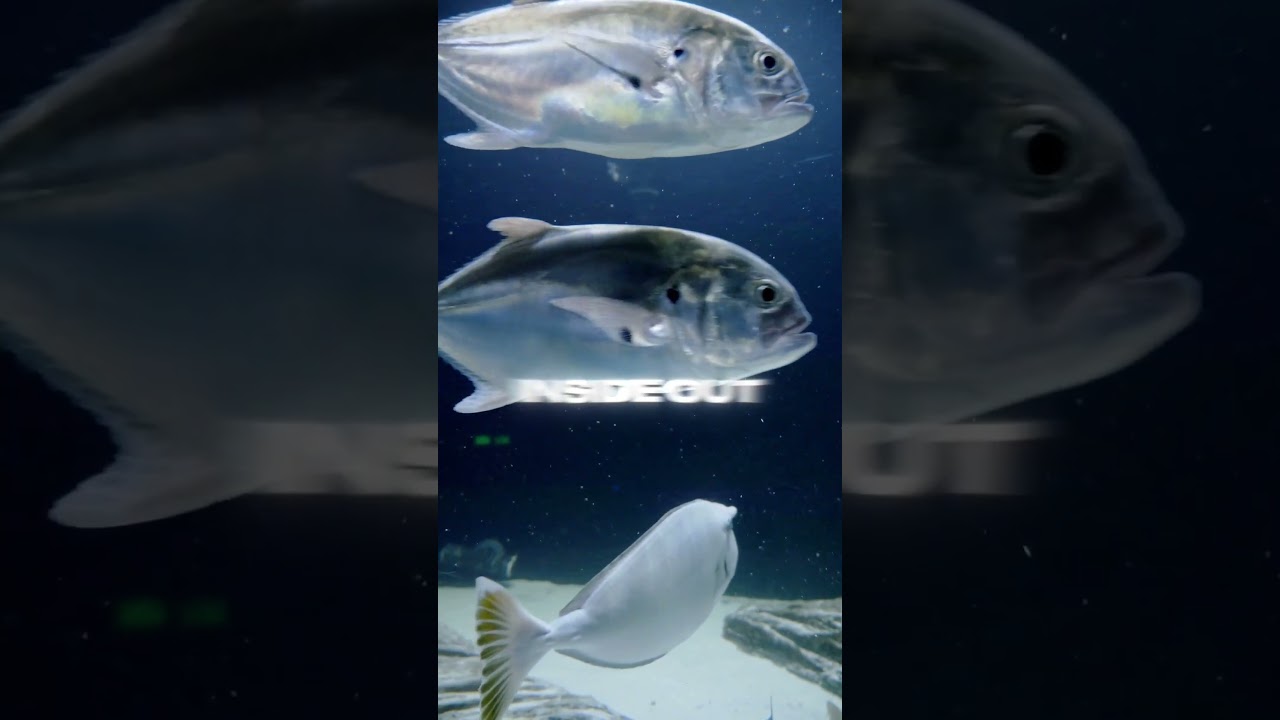 The Vampire squid! 🧛😨