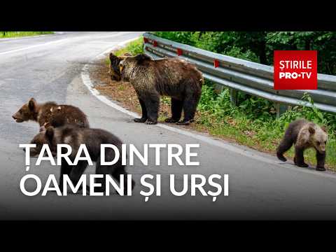 The state has passed the bear problem onto local mayors
