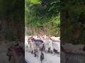 🐐M-o trimis mama la capre 🐐#country #shepherd #romania #nature #fyp #reels #shorts #foryou