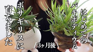 【塊根植物】はじめてのパキポディウム｜成長報告｜3ヶ月後｜実生株