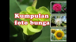 Download Lagu Kumpulan foto bunga desa penyejuk hati MP3