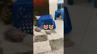 #funnykittens #animallovers #beautifulcat #petlovers #cutecat #funny #prettyfunny #cat#viralkittens