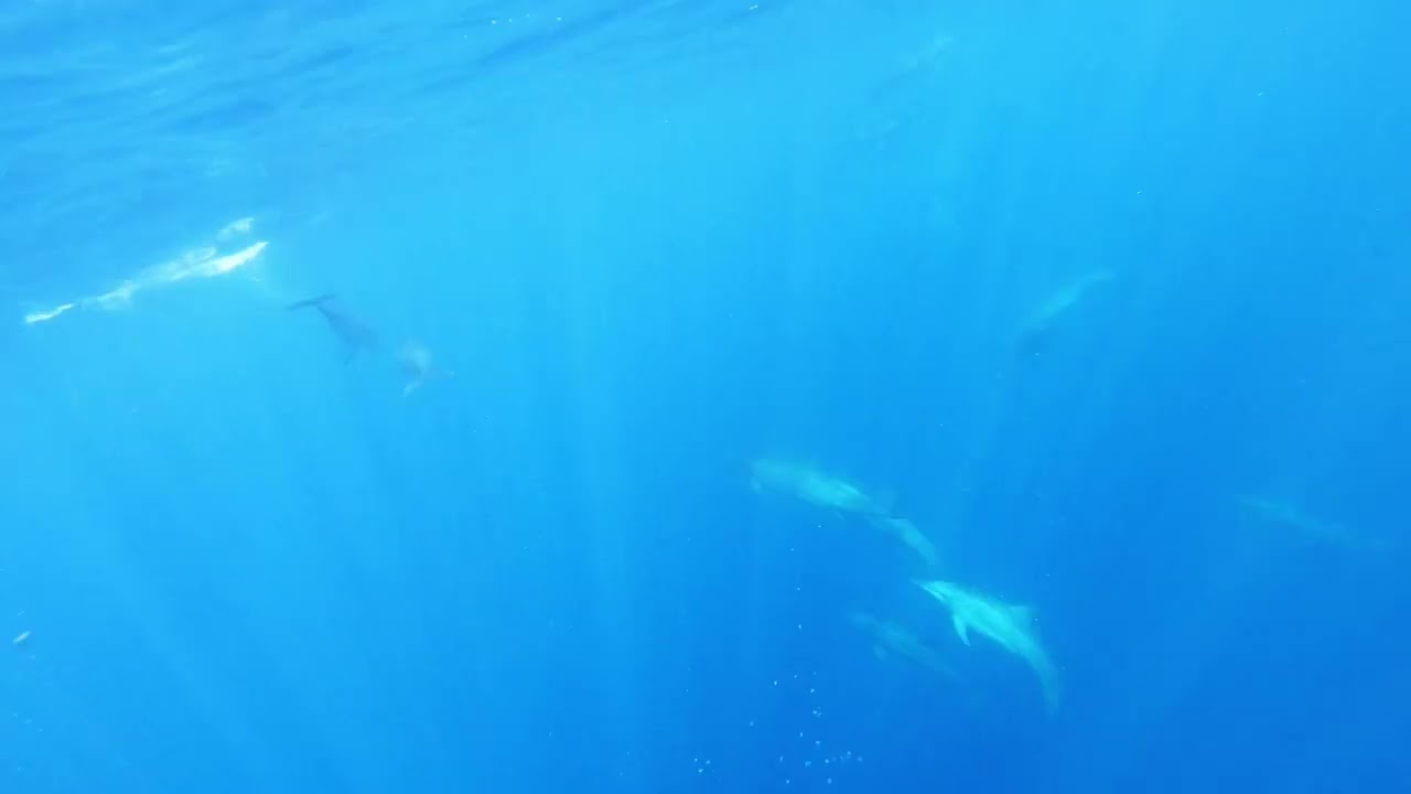 (Seemingly) Dolphins Calling in Solomon Islands