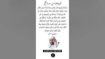 الآية (29)من سورة الفتح//القارئ الشيخ سعد الغامدي.