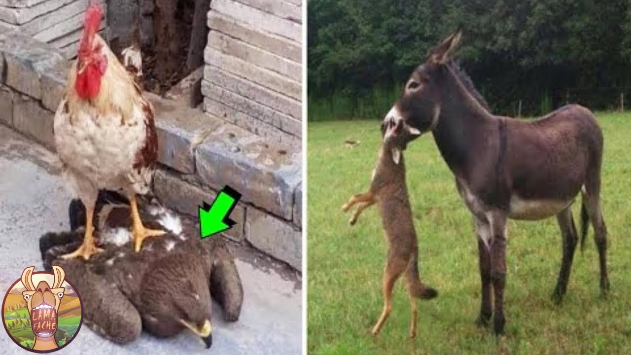 Combats D'Animaux Dont Le Vainqueur Va Vous Choquer !