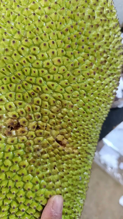 NANGKA TELANJANG AMAN KAH?