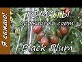 Выращивание ТОМАТОВ урожайный сорт Black Plum. Я сажаю.