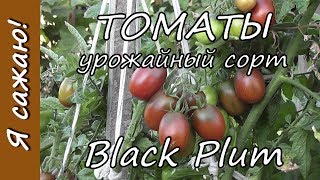 Выращивание ТОМАТОВ урожайный сорт Black Plum. Я сажаю.