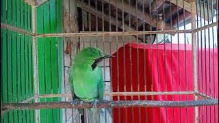 #kicauburungcucakijo. cucak ijo isian jalak suren