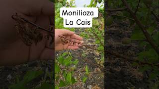 #pepiniera #pepiniera #pomicultura #livada #materialsăditor #sezonagricol