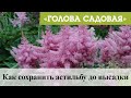 Голова садовая - Как сохранить астильбу до высадки