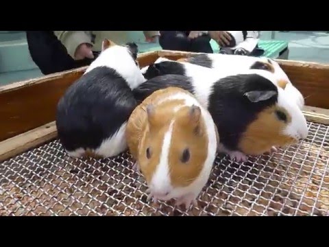 動物園 モルモット 野毛山動物園 Youtube